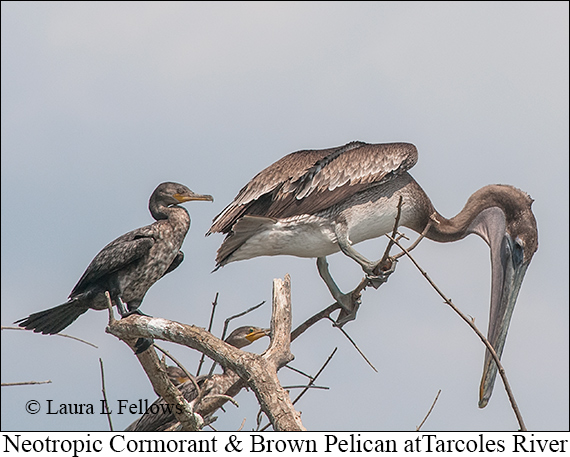 Brown Pelican - © James F Wittenberger and Exotic Birding LLC