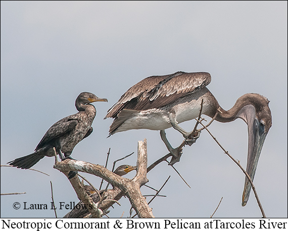 Brown Pelican - © James F Wittenberger and Exotic Birding LLC Brown Pelican - © James F Wittenberger and Exotic Birding LLC