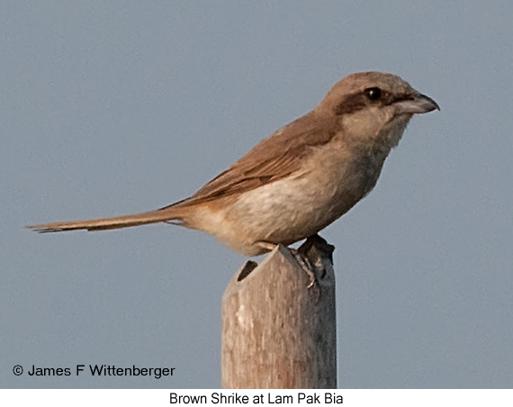 Brown Shrike - © James F Wittenberger and Exotic Birding LLC