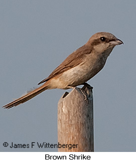 Brown Shrike - © James F Wittenberger and Exotic Birding LLC