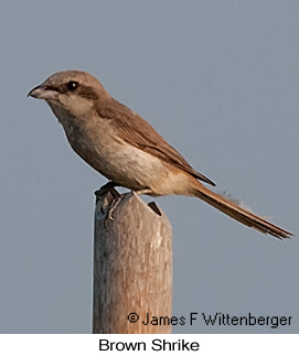 Brown Shrike - © James F Wittenberger and Exotic Birding LLC