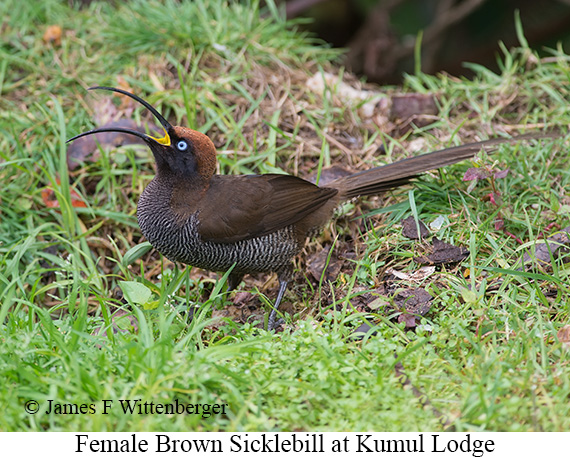 Brown Sicklebill - © James F Wittenberger and Exotic Birding LLC