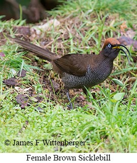Brown Sicklebill - © James F Wittenberger and Exotic Birding LLC Brown Sicklebill - © James F Wittenberger and Exotic Birding LLC