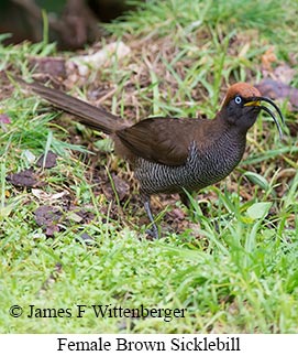 Brown Sicklebill - © James F Wittenberger and Exotic Birding LLC