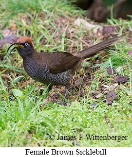 Brown Sicklebill - © James F Wittenberger and Exotic Birding LLC