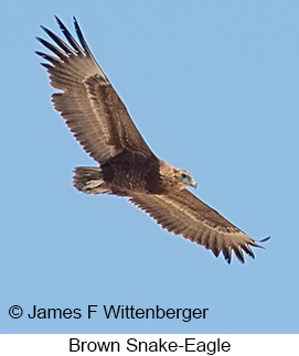 Brown Snake-Eagle - © James F Wittenberger and Exotic Birding LLC