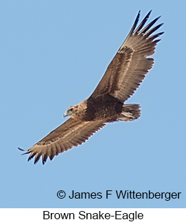 Brown Snake-Eagle - © James F Wittenberger and Exotic Birding LLC