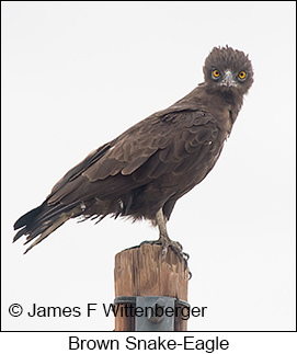 Brown Snake-Eagle - © James F Wittenberger and Exotic Birding LLC