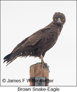 Brown Snake-Eagle - © James F Wittenberger and Exotic Birding LLC Brown Snake-Eagle - © James F Wittenberger and Exotic Birding LLC