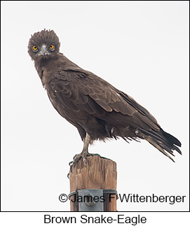 Brown Snake-Eagle - © James F Wittenberger and Exotic Birding LLC