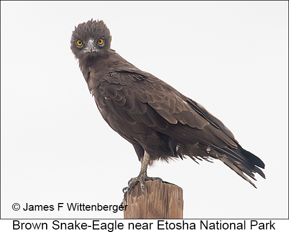 Brown Snake-Eagle - © James F Wittenberger and Exotic Birding LLC