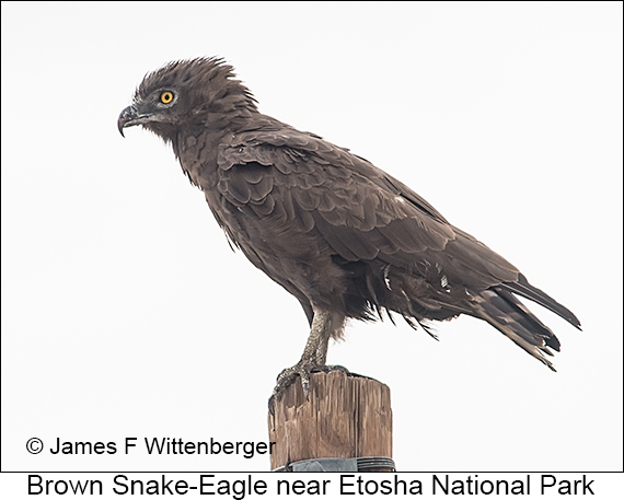 Brown Snake-Eagle - © James F Wittenberger and Exotic Birding LLC