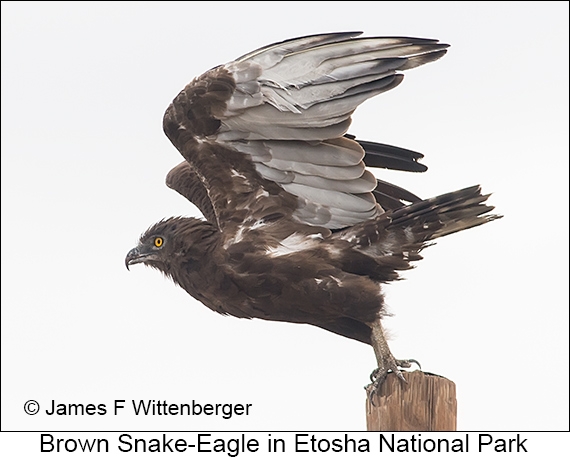 Brown Snake-Eagle - © James F Wittenberger and Exotic Birding LLC