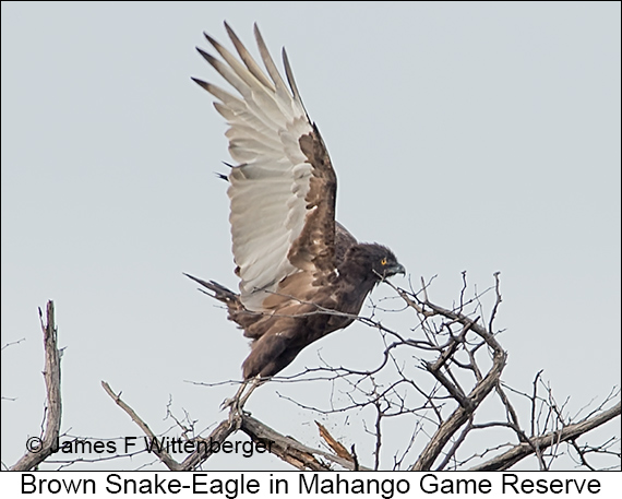 Brown Snake-Eagle - © James F Wittenberger and Exotic Birding LLC