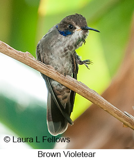 Brown Violetear - © Laura L Fellows and Exotic Birding LLC