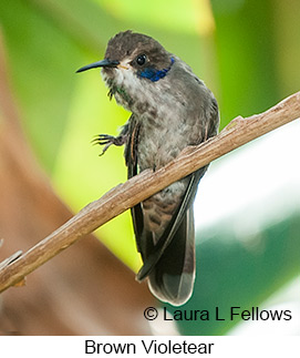 Brown Violetear - © Laura L Fellows and Exotic Birding Tours