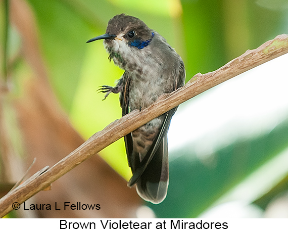 Brown Violetear - © Laura L Fellows and Exotic Birding LLC Brown Violetear - © Laura L Fellows and Exotic Birding LLC