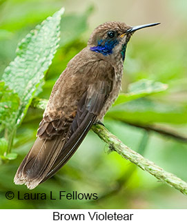 Brown Violetear - © Laura L Fellows and Exotic Birding LLC