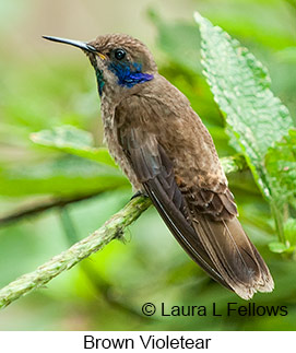 Brown Violetear - © Laura L Fellows and Exotic Birding LLC Brown Violetear - © Laura L Fellows and Exotic Birding LLC