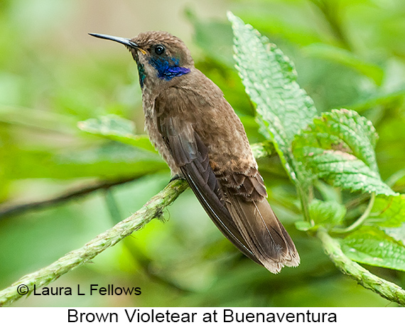 Brown Violetear - © Laura L Fellows and Exotic Birding LLC