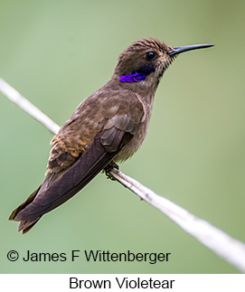 Brown Violetear - © James F Wittenberger and Exotic Birding LLC Brown Violetear - © James F Wittenberger and Exotic Birding LLC