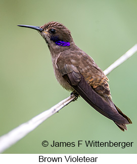 Brown Violetear - © James F Wittenberger and Exotic Birding LLC