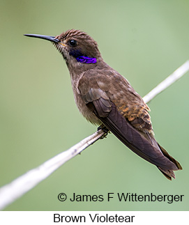 Brown Violetear - © James F Wittenberger and Exotic Birding LLC Brown Violetear - © James F Wittenberger and Exotic Birding LLC