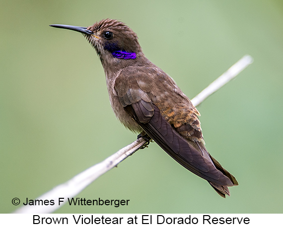 Brown Violetear - © James F Wittenberger and Exotic Birding LLC