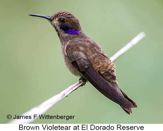 Brown Violetear - © James F Wittenberger and Exotic Birding LLC Brown Violetear - © James F Wittenberger and Exotic Birding LLC