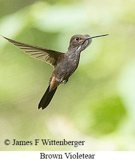 Brown Violetear - &copy; James F Wittenberger and Exotic Birding LLC
