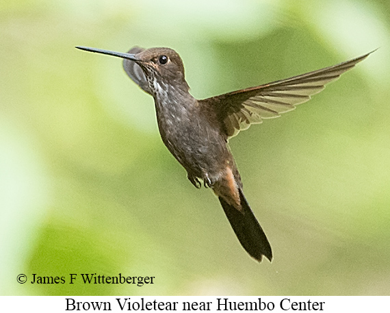 Brown Violetear - &copy; James F Wittenberger and Exotic Birding LLC