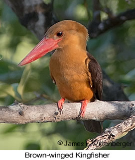 Brown-winged Kingfisher - © James F Wittenberger and Exotic Birding LLC