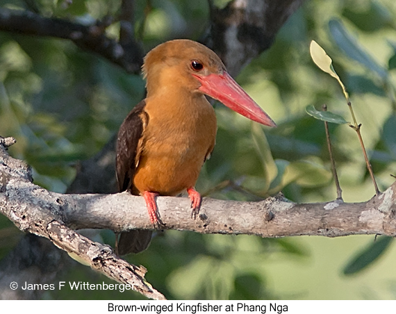 Brown-winged Kingfisher - © James F Wittenberger and Exotic Birding LLC