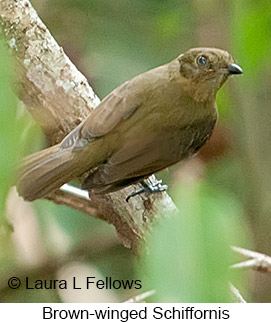 Brown-winged Schiffornis - © Laura L Fellows and Exotic Birding LLC