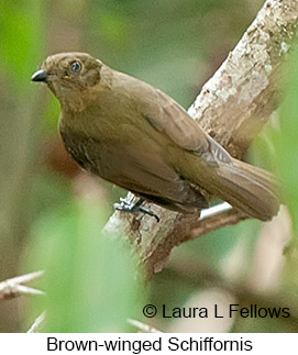 Brown-winged Schiffornis - © Laura L Fellows and Exotic Birding LLC