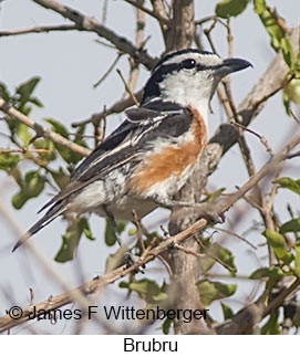 Brubru - © James F Wittenberger and Exotic Birding LLC