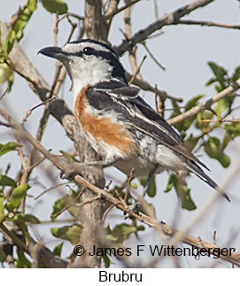 Brubru - © James F Wittenberger and Exotic Birding LLC