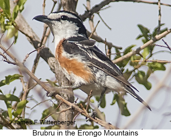 Brubru - © James F Wittenberger and Exotic Birding LLC