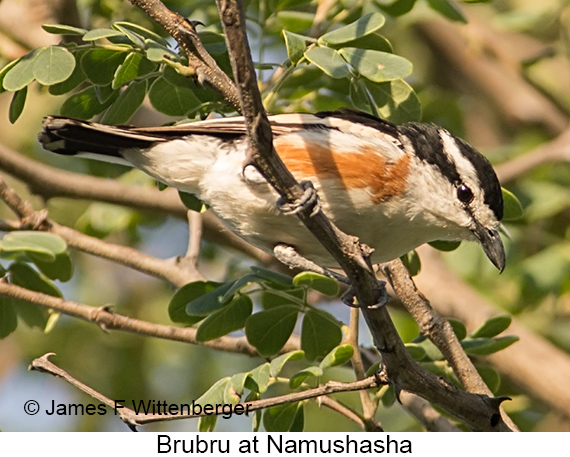 Brubru - © James F Wittenberger and Exotic Birding LLC Brubru - © James F Wittenberger and Exotic Birding LLC