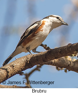Brubru - © James F Wittenberger and Exotic Birding LLC Brubru - © James F Wittenberger and Exotic Birding LLC