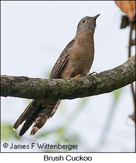 Brush Cuckoo - © James F Wittenberger and Exotic Birding LLC