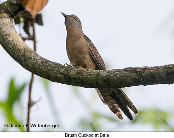Brush Cuckoo - © James F Wittenberger and Exotic Birding LLC