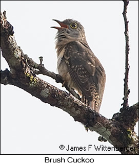 Brush Cuckoo - © James F Wittenberger and Exotic Birding LLC