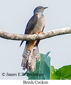 Brush Cuckoo - © James F Wittenberger and Exotic Birding LLC Brush Cuckoo - © James F Wittenberger and Exotic Birding LLC