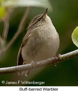 Buff-barred Warbler - © James F Wittenberger and Exotic Birding LLC