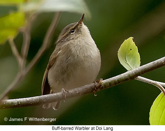 Buff-barred Warbler - © James F Wittenberger and Exotic Birding LLC