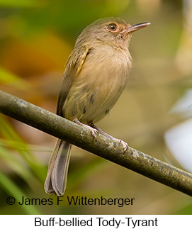 Buff-bellied Tody Tyrant - © James F Wittenberger and Exotic Birding LLC Buff-bellied Tody Tyrant - © James F Wittenberger and Exotic Birding LLC