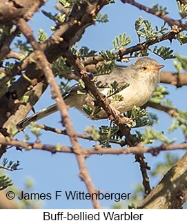 Buff-bellied Warbler - © James F Wittenberger and Exotic Birding LLC Buff-bellied Warbler - © James F Wittenberger and Exotic Birding LLC