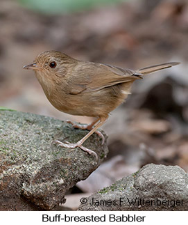 Buff-breasted Babbler - © James F Wittenberger and Exotic Birding LLC