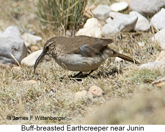 Buff-breasted Earthcreeper - © James F Wittenberger and Exotic Birding LLC Buff-breasted Earthcreeper - © James F Wittenberger and Exotic Birding LLC